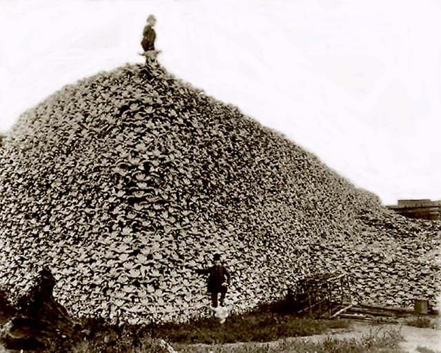 Bison Skull Pile