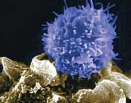 Immune System T-Cell