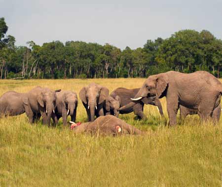 Elephants Attending a Funeral