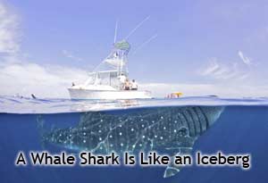 A Whale Shark Is Like an Iceberg
