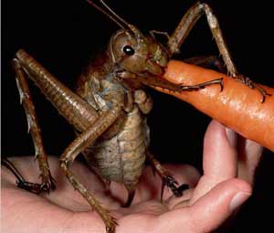 Weta