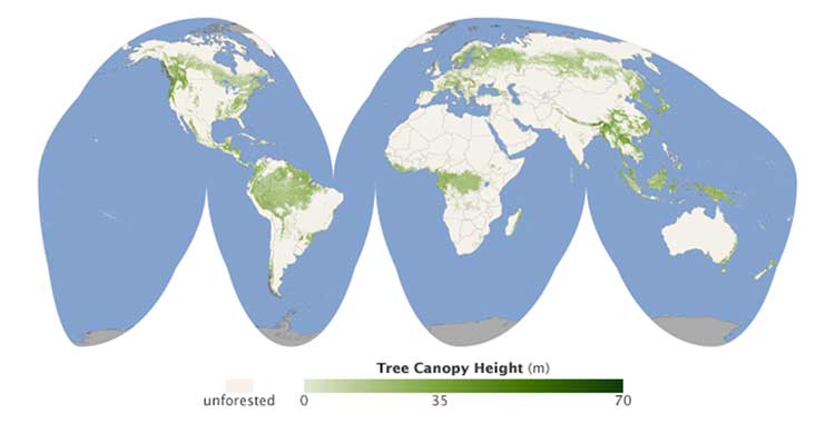The Global Tree Canopy