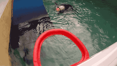 Sea Otter Hoop Dreams