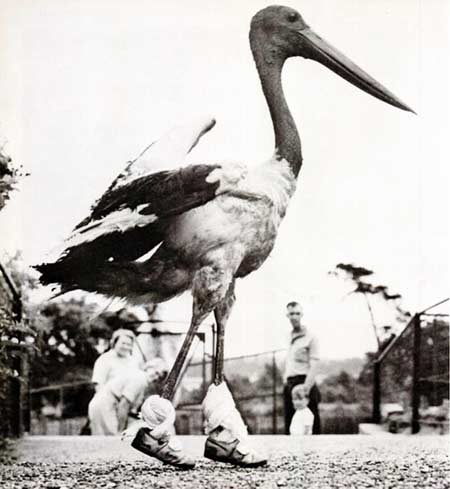 Black-necked Stork  