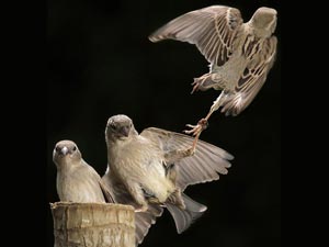 KungFu Sparrows