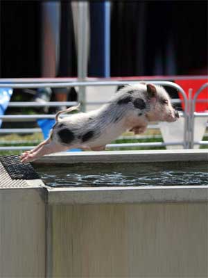 Swifty Swine Racing Pigs