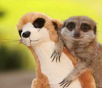 Meerkat and Stuffed Toy