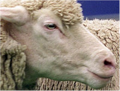 sheep became less agitated