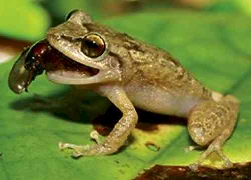 What do green frogs eat?