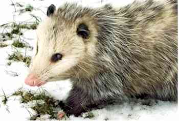 possum american opossum native north