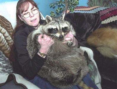 overweight_raccoon.jpg