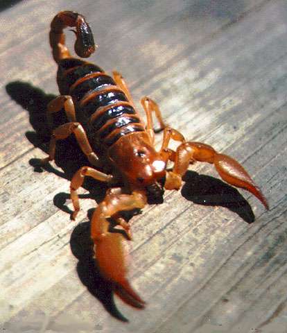 Scorpion [1986]