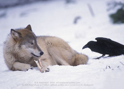Crow And Wolf