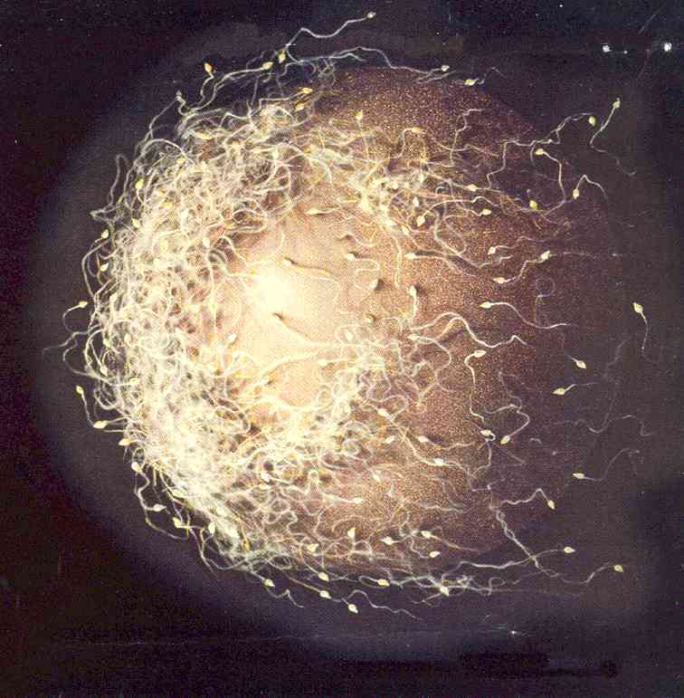 sperm egg