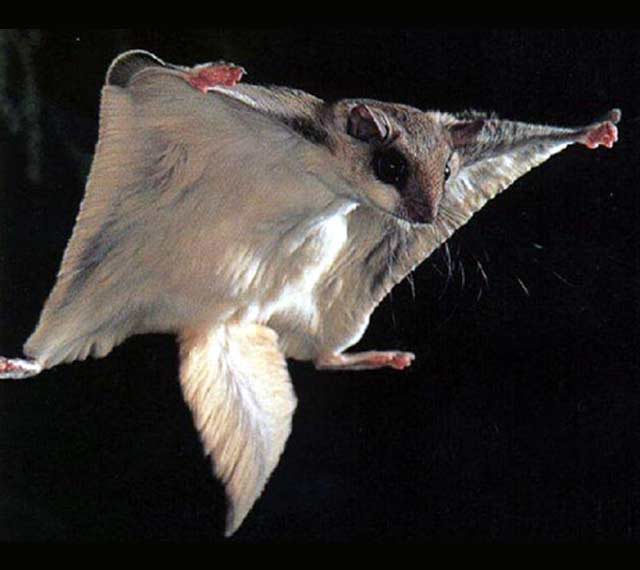 large_flying_squirrel.jpg