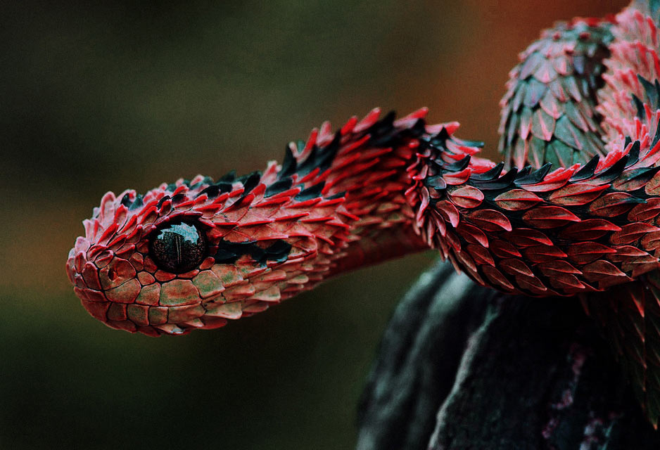 African Dragon Snake