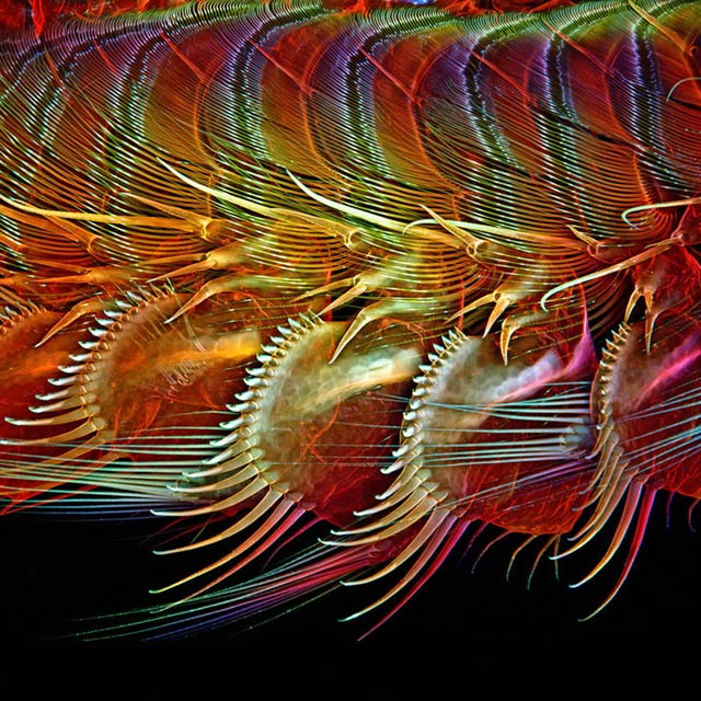 Brine Shrimp Appendages