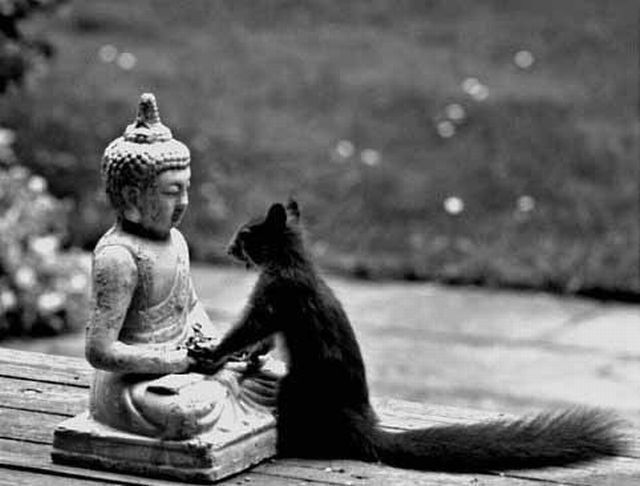 Buddhist Squirrel