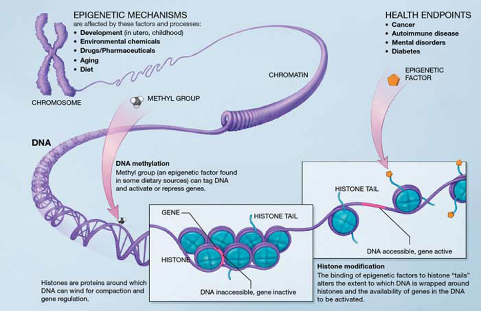 A Scientific Illustration of How Epigenetic Mechanisms Can Affect Health