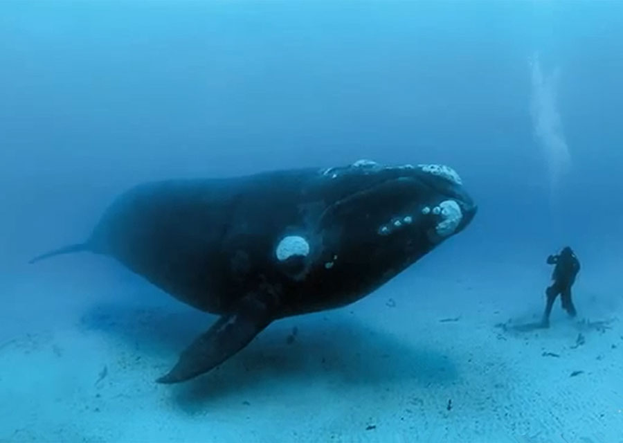 Friendly Right Whale