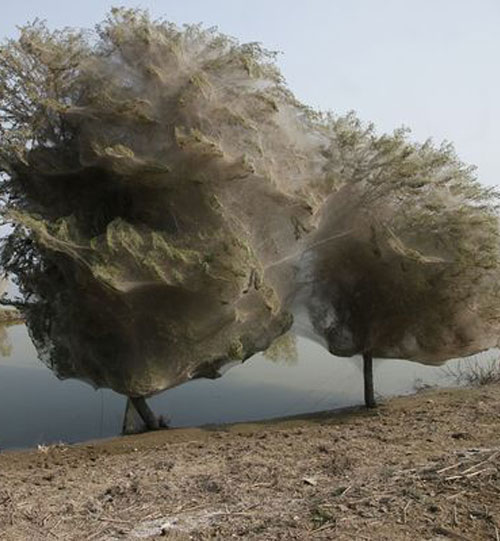 Pakistani Floods Drive Spiders into Trees