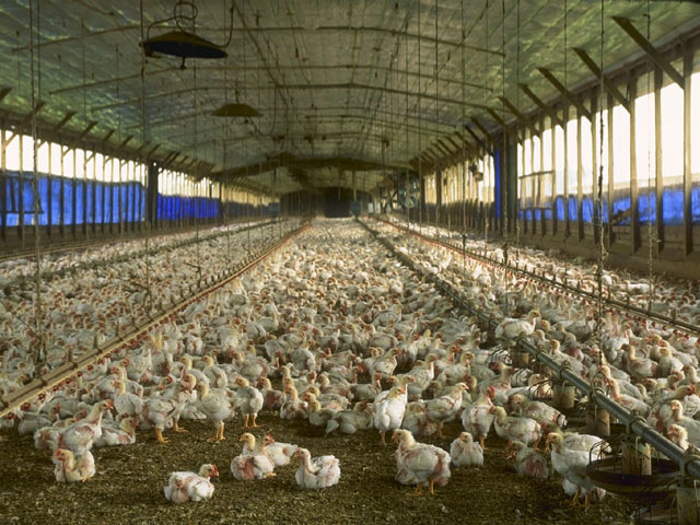 Production House Broilers
