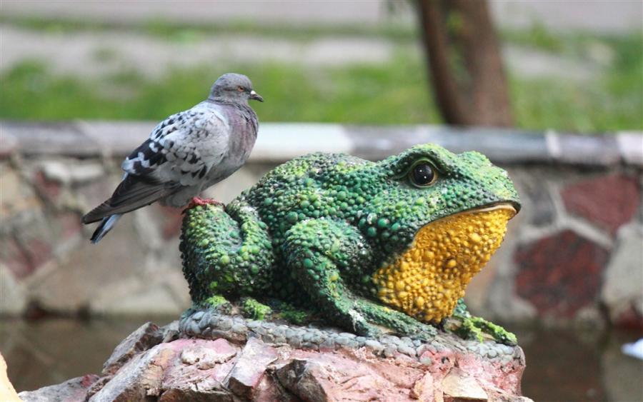 Pigeon and Frog
