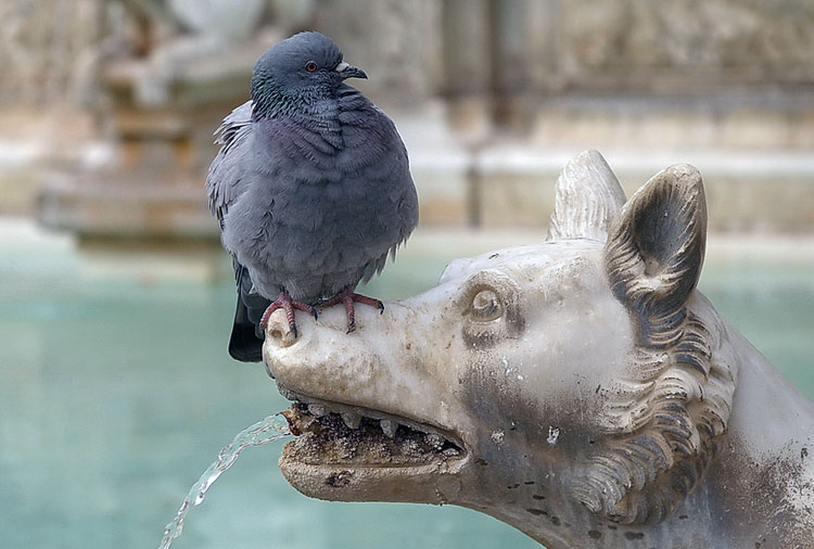 Pigeon and Wolf