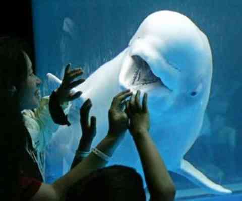 cute beluga whale pictures. Visitors watch a eluga whale