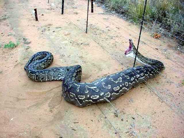 biggest snake ever demeanor