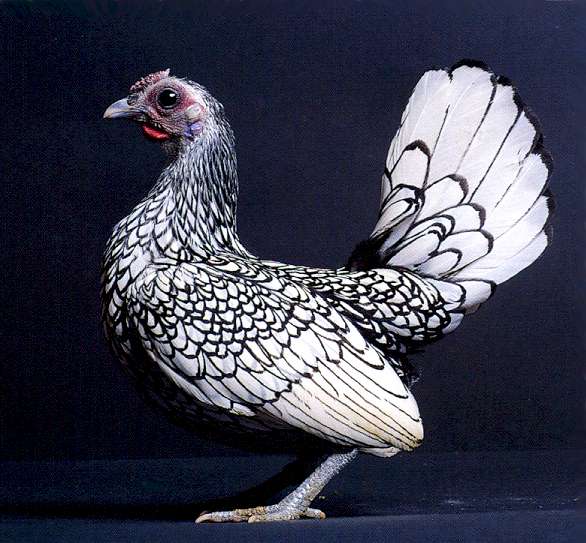 chicken breeds with pictures. Sebright Silver hen