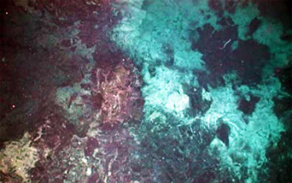 Undersea Bacterial Mat