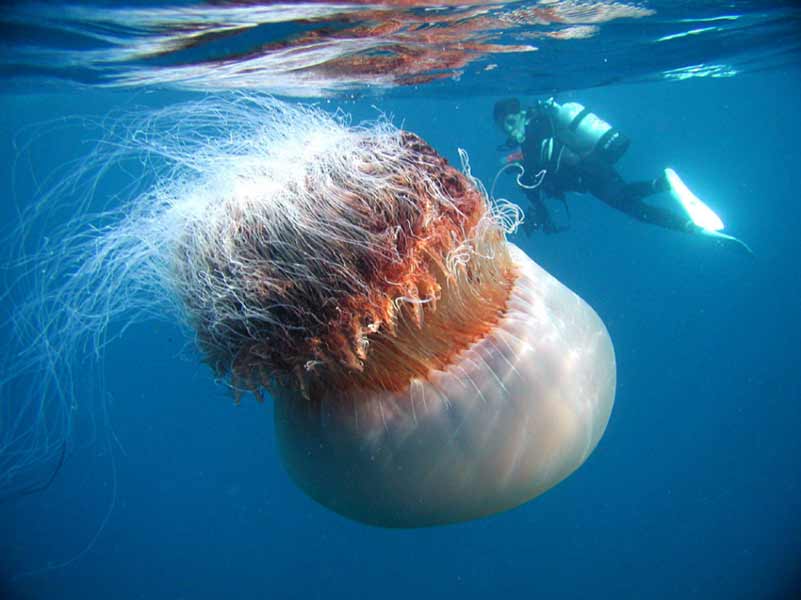 Nomura Jellyfish