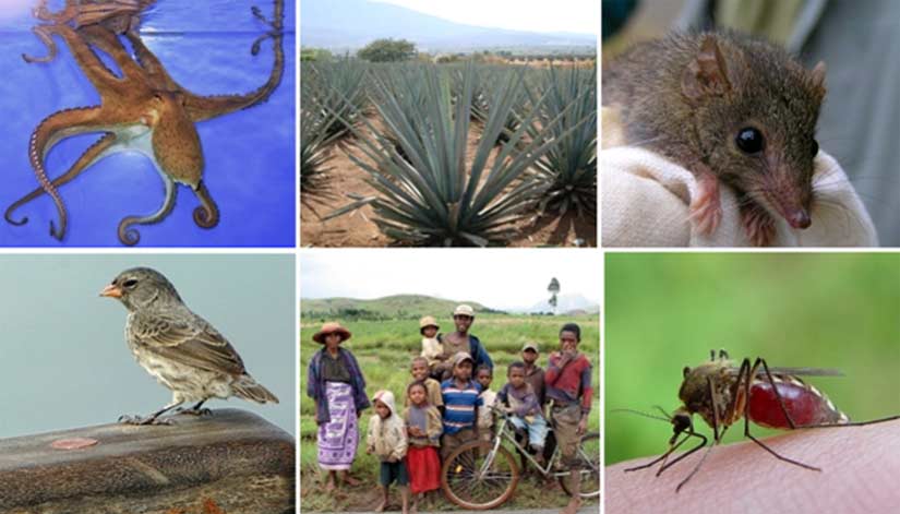 A Few Examples of Living Things, All with Awareness