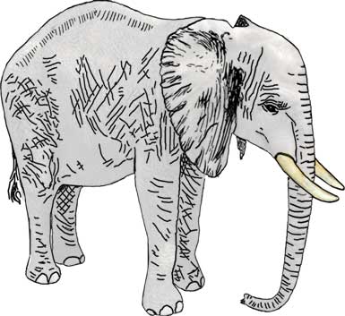 Female Savanna Elephant