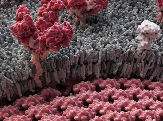 The Ebola-encoded Structures Are Shown in Maroon, While Human Cells Are Grey