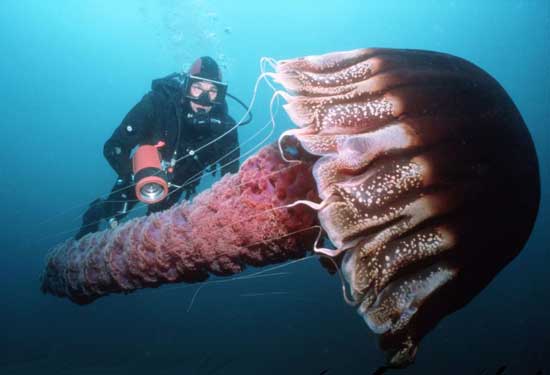 Giant Pelagic Jelly
