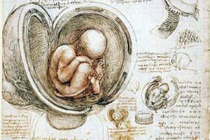 Human Fœtus