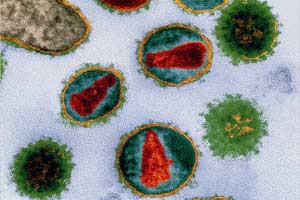 Fossilized Viruses