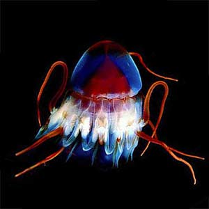 Benjamin Button Jellyfish