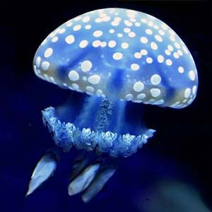 Blue Spotted Jelly
