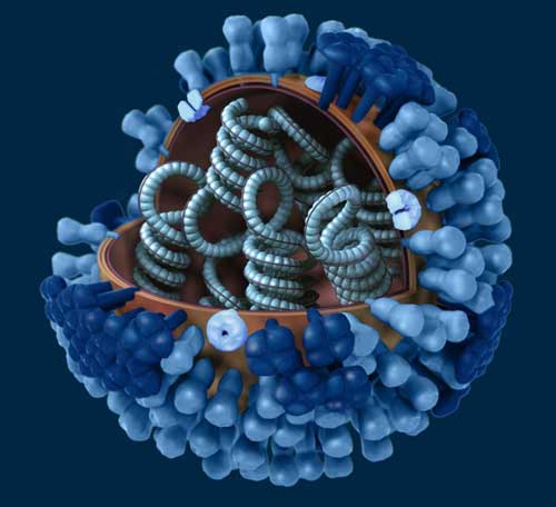3D-Model of a Generic Influenza Virus