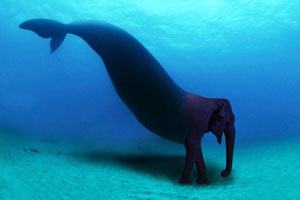 Elephant Whale