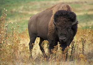 Back to Nature: American Bison