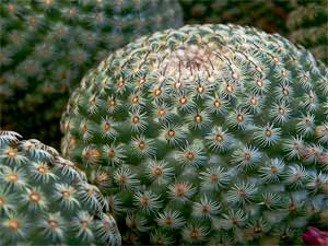 Starry Night Pettable Cactus