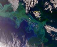 NZ Phytoplankton Bloom