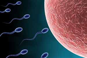 Sperm Made in a Lab