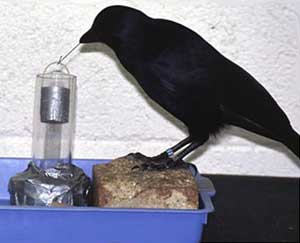 New Caledonian Crow