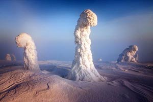 Frozen Trees of the Arctic