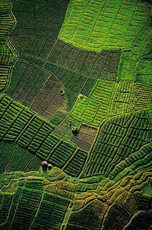 Rice Fields, Kathmandu, Nepal